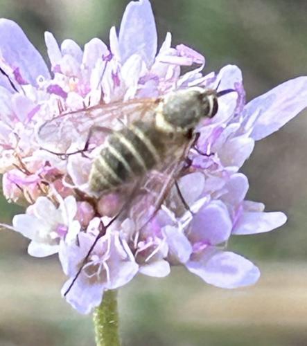 Réf. 346 124 : Phthiria vagans